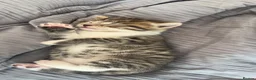 Mixed Breed cats for sale: 4 lovely kittens waiting for their forever home’s - Advert 9