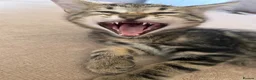 Mixed Breed cats for sale: 3 adorable kittens for sale - Advert 2