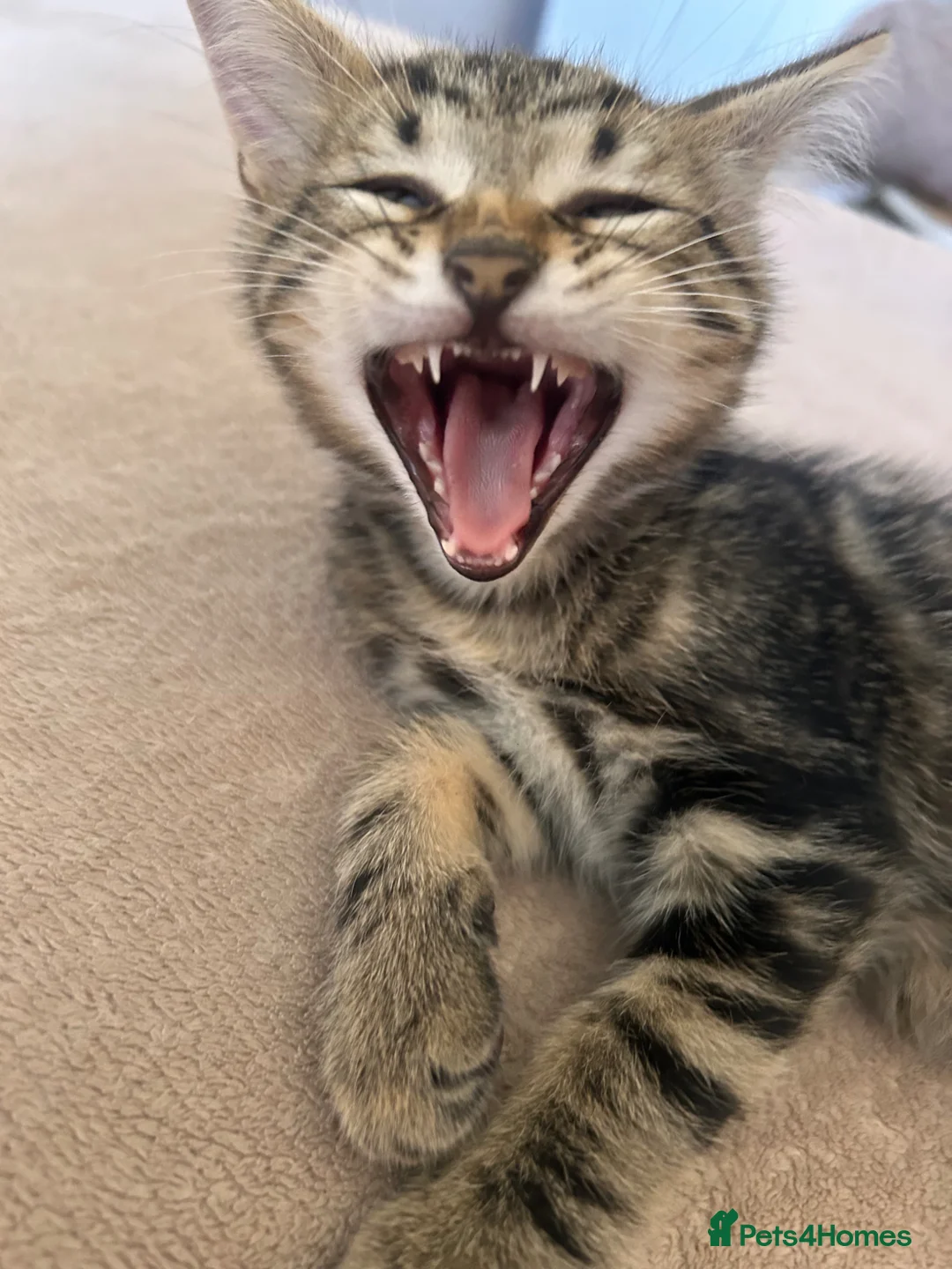 Mixed Breed cats for sale: 3 adorable kittens for sale - Advert 2