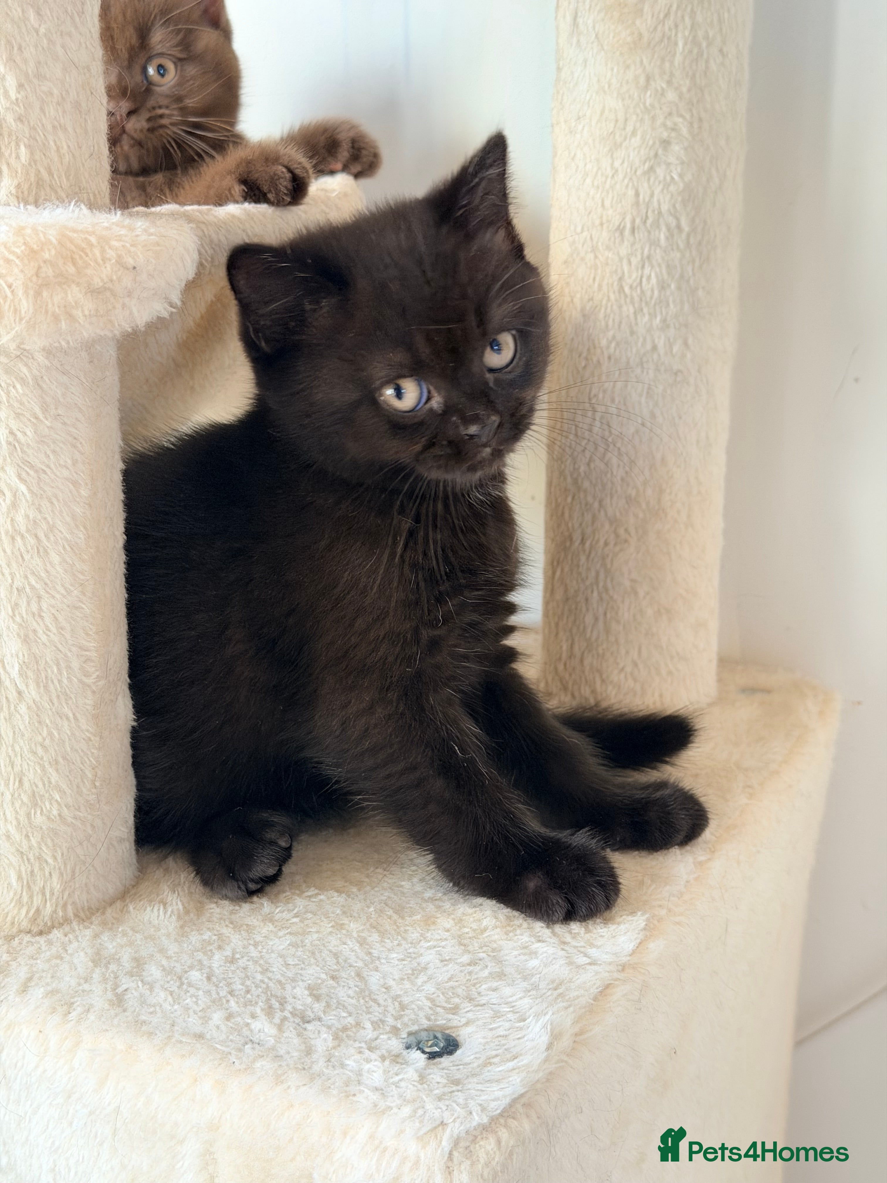 British Shorthair cats 🖤🐾✨ ONLY ONE BEAUTIFUL BSH KITTEN LEFT! 🖤🐾✨ - Advert 6