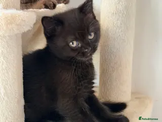 British Shorthair cats 🖤🐾✨ ONLY ONE BEAUTIFUL BSH KITTEN LEFT! 🖤🐾✨ - Advert 2