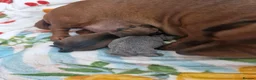 Miniature Dachshund dogs for sale: Miniture dashhound - Advert 2