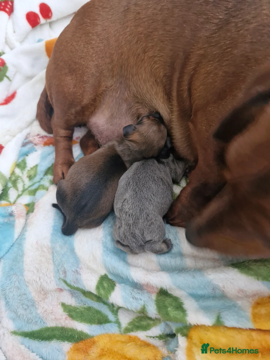 Miniature Dachshund dogs for sale: Miniture dashhound - Advert 2