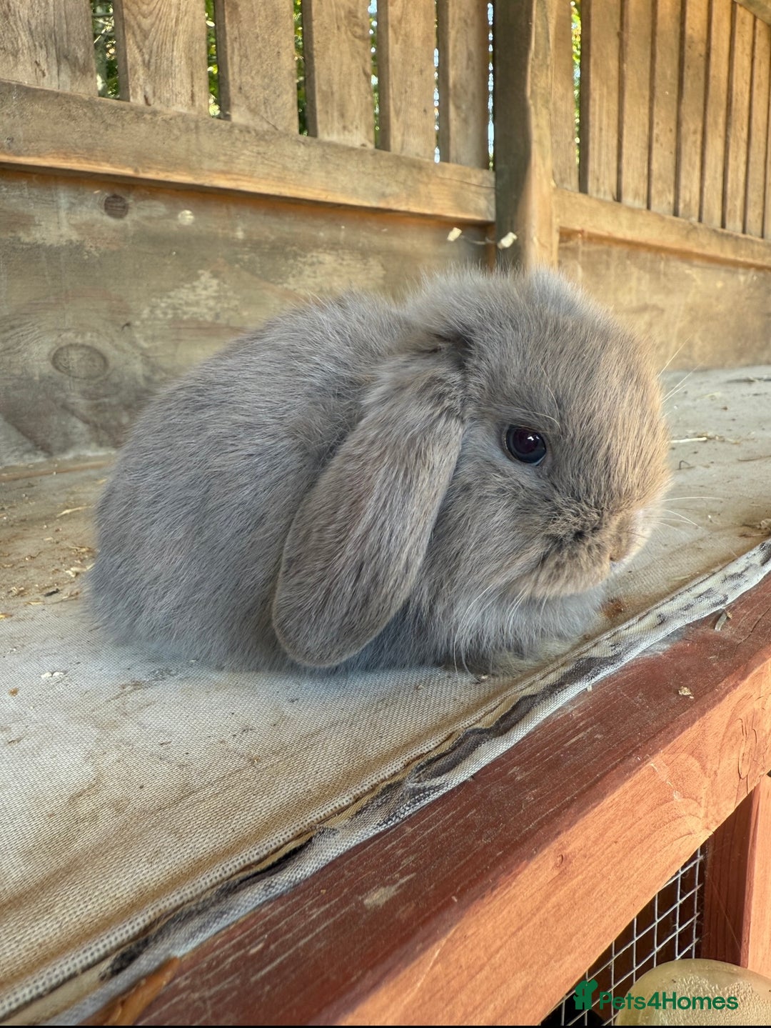 Mini Lop rabbits for sale: 3 baby mini lops ready 17/9/25 - Image 2