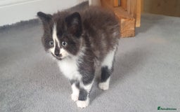 British Longhair cats for sale: Beautiful fluffy kittens - Image 1