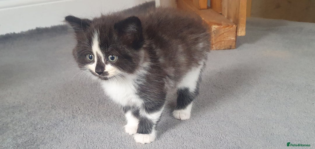 British Longhair cats for sale: Beautiful fluffy kittens - Image 1