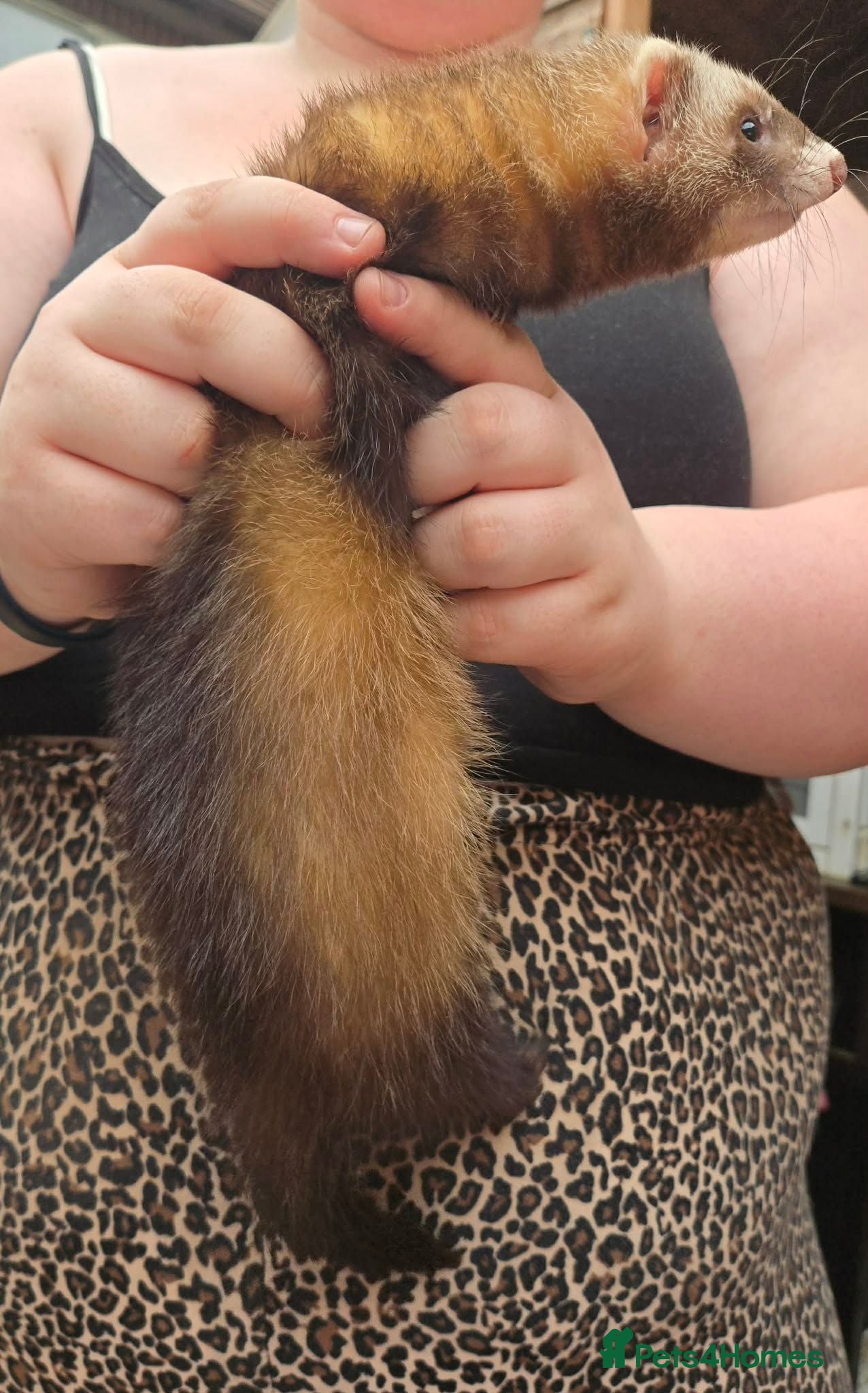 Ferret rodents Semi Angora Ferrets - Advert 2