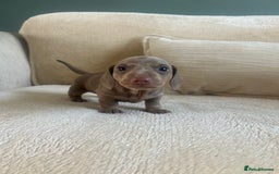 Miniature Dachshund dogs for sale: Miniature dachshunds for sale   - Image 7