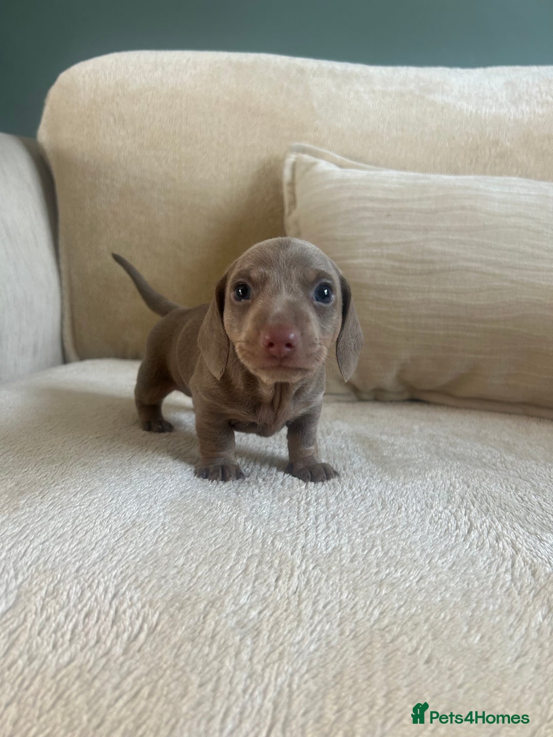 Miniature Dachshund dogs for sale: Miniature dachshunds for sale   - Image 7
