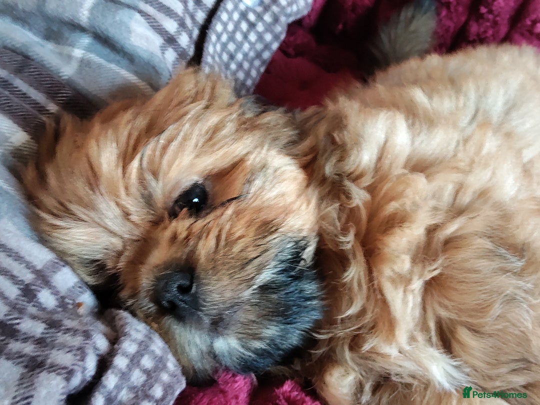 Shih Tzu dogs for sale: 1 boy available  - Image 2