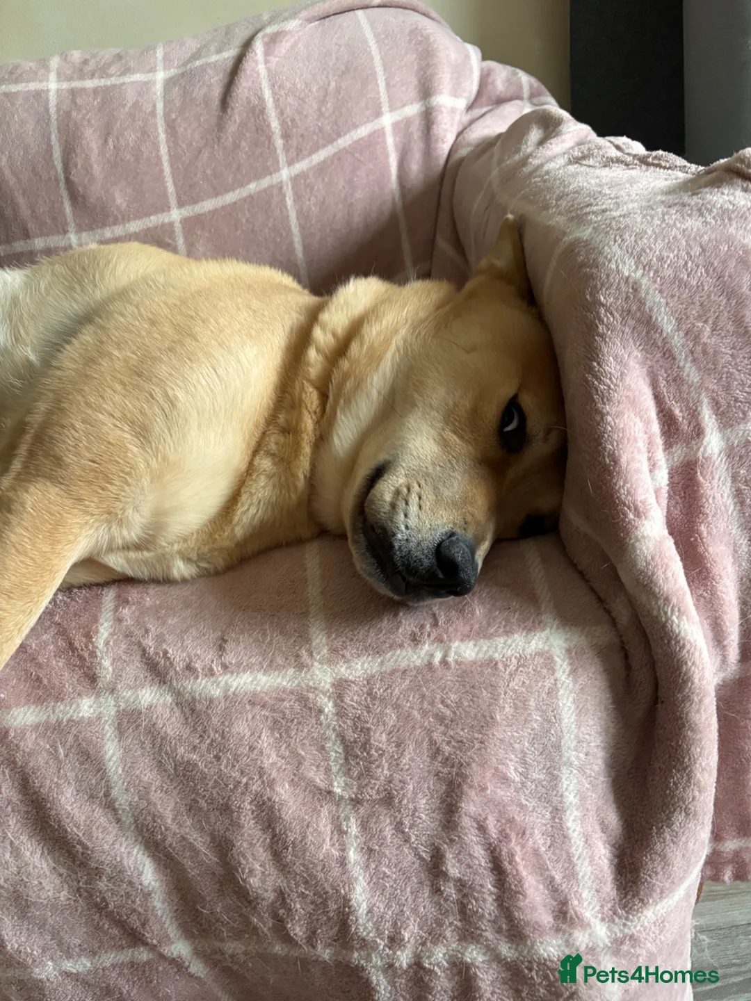 Mixed Breed dogs for sale: MUST BE ONLY PET IN HOME - Advert 2
