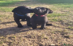 Labrador Retriever dogs for sale: Working labrador puppies  - Image 11