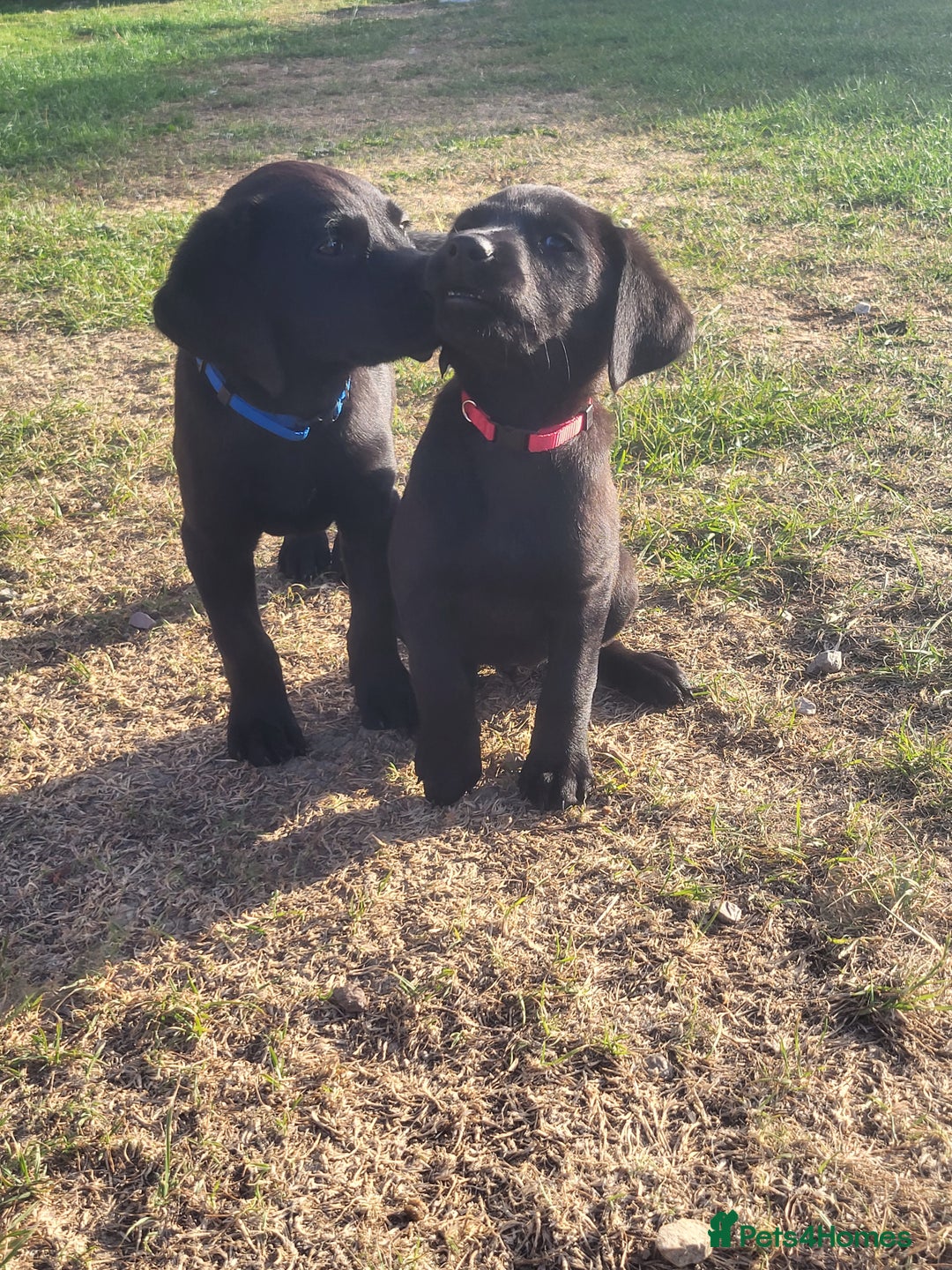 Labrador Retriever dogs for sale: Working labrador puppies  - Image 11