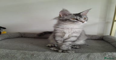 Maine Coon cats - Advert 1