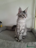 Maine Coon cats - Advert 6