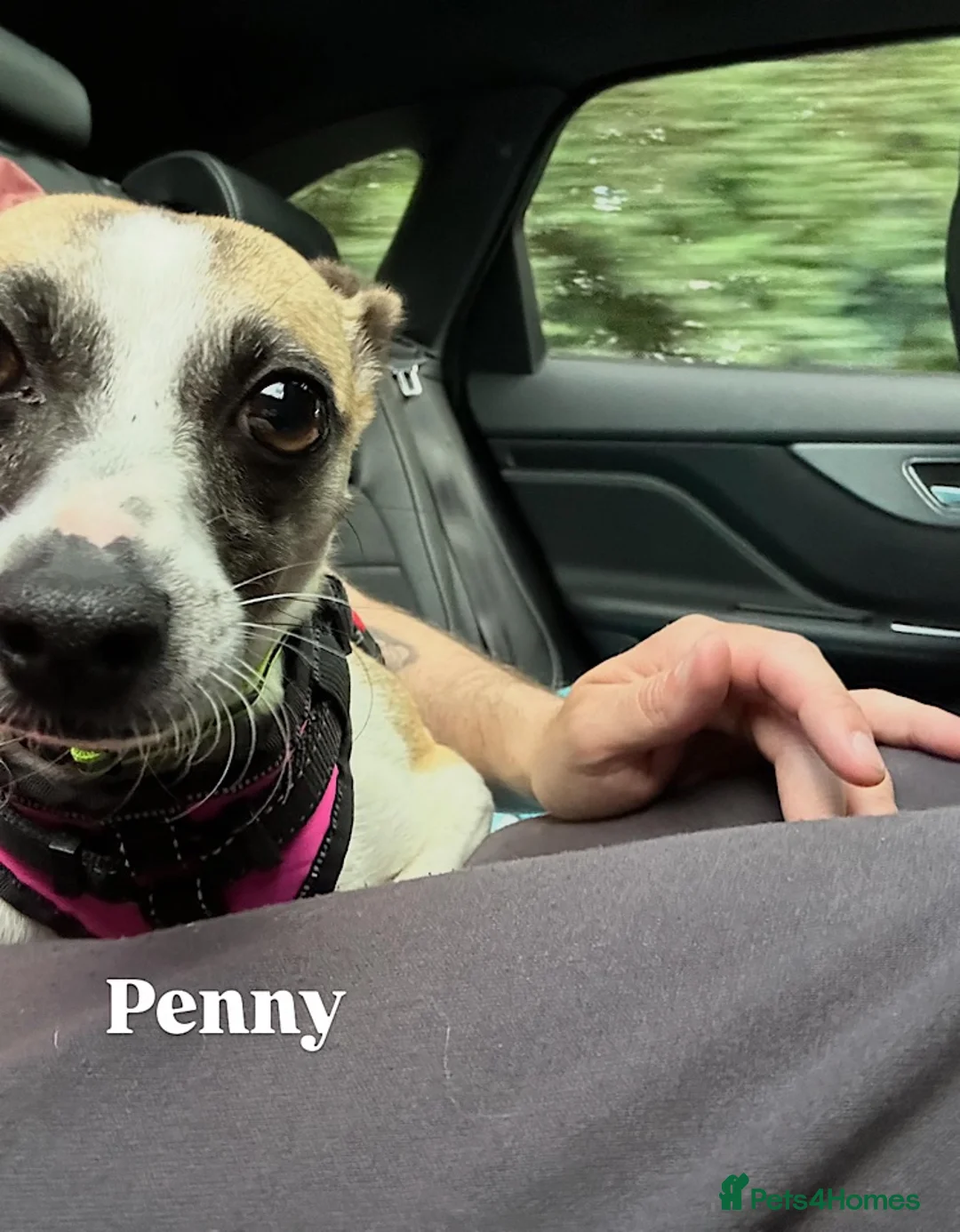 Italian Greyhound dogs for adoption: Penny seeks forever home  - Advert 1
