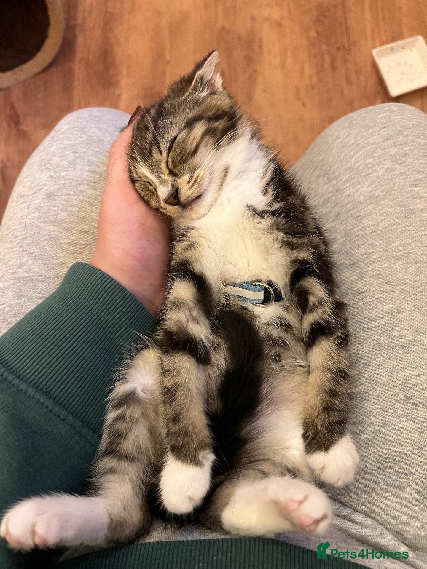 British Shorthair cats for sale: Rescue Kittens Looking for Forever Families  - Advert 1