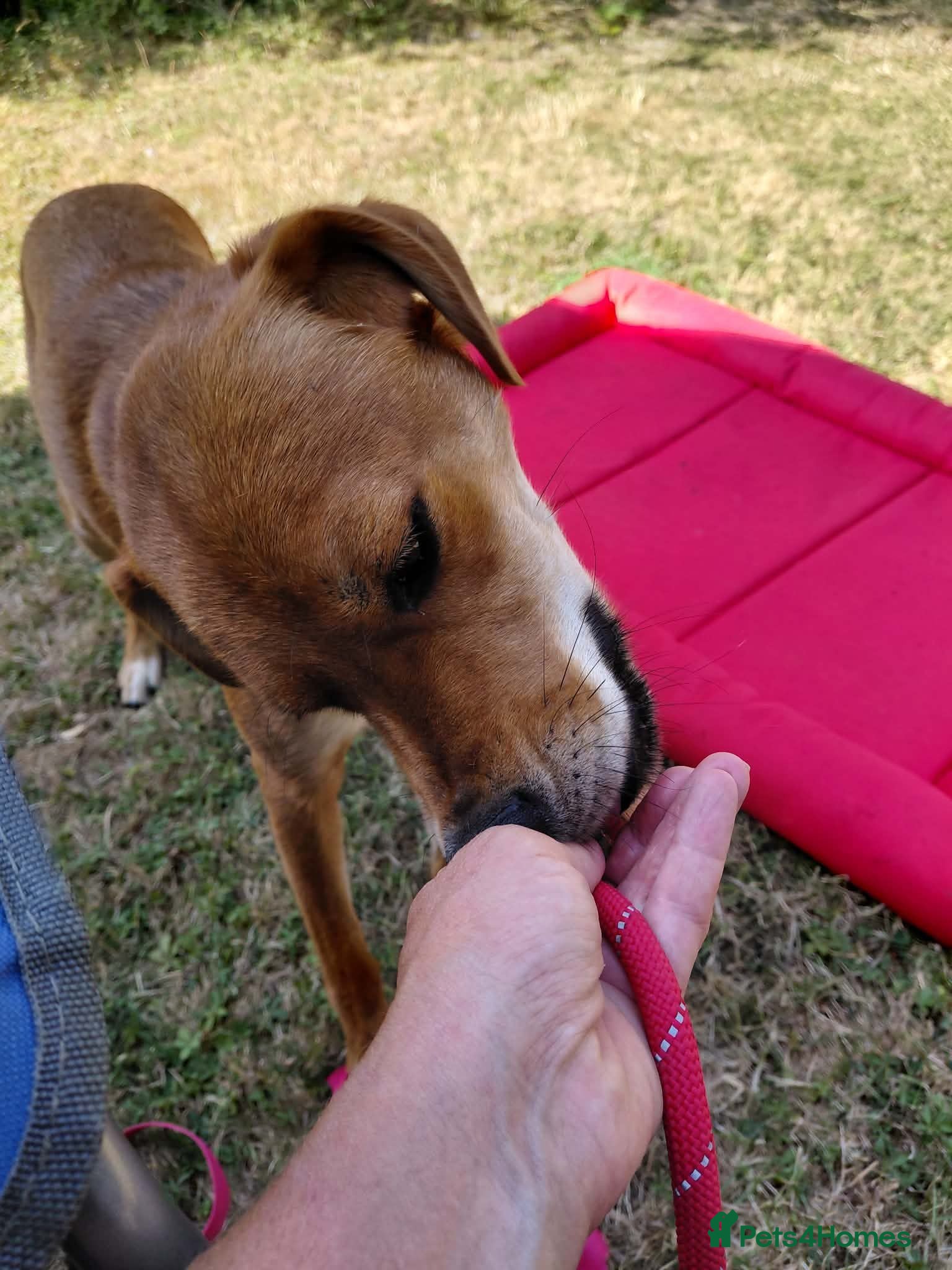 Mixed Breed dogs Charlie is looking for a perfect home  - Advert 1