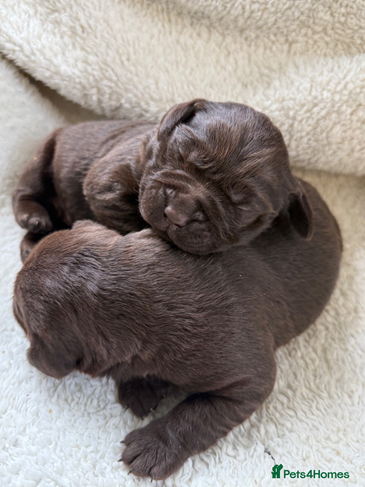 Labrador Retriever dogs Puppies have arrived at Westfena 🐾 Labradors   - Advert 2