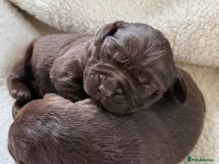 Labrador Retriever dogs for sale: Puppies have arrived at Westfena 🐾 Labradors - Advert 3