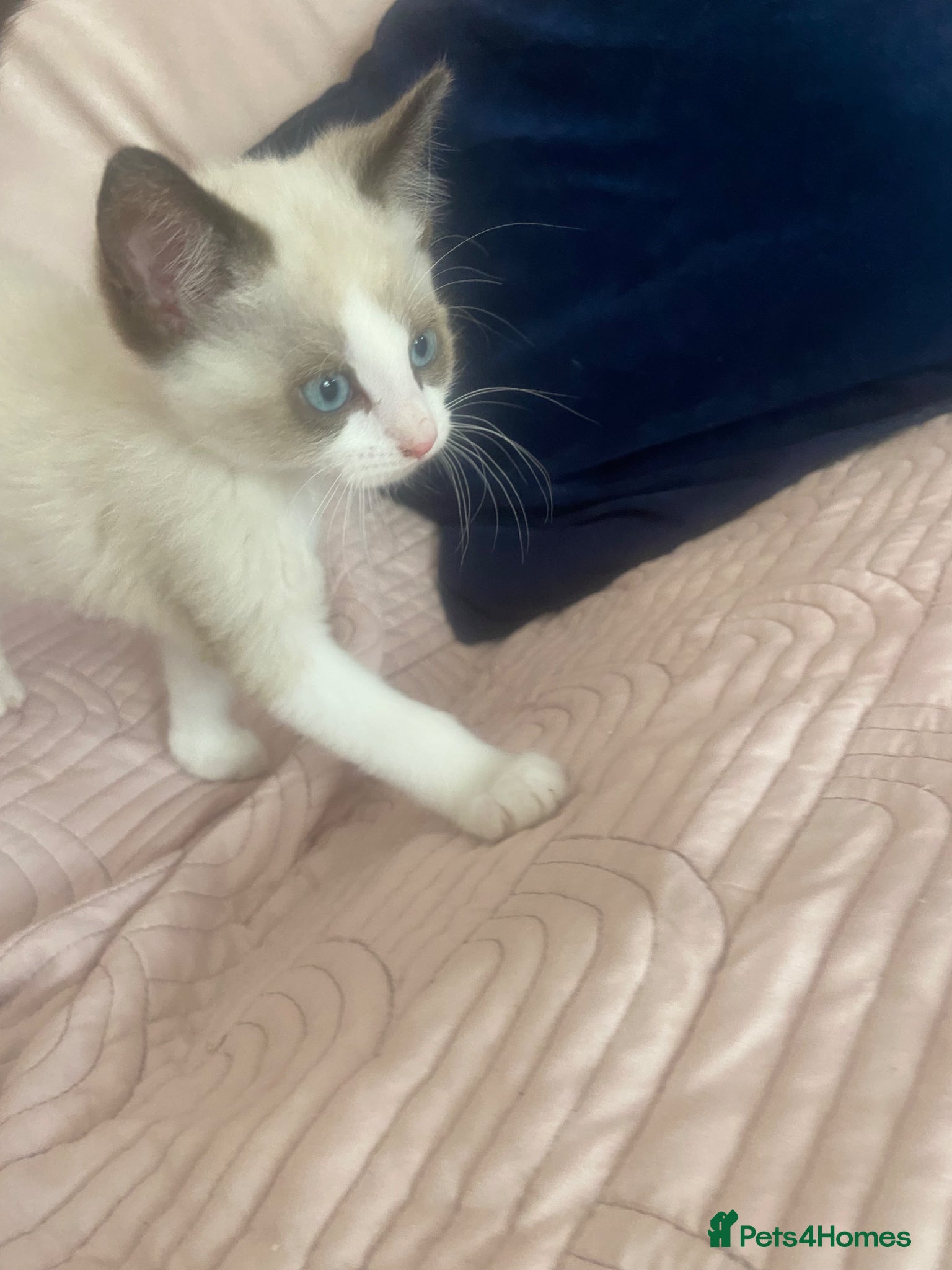 Ragdoll cats Beautiful ragdoll kittens last one girl - Advert 2