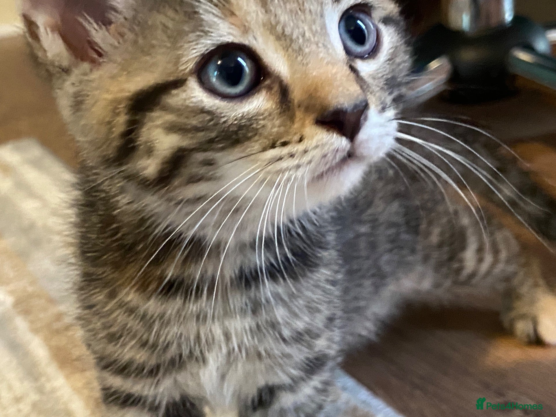 Mixed Breed cats 6 Adorable Kittens - Advert 2