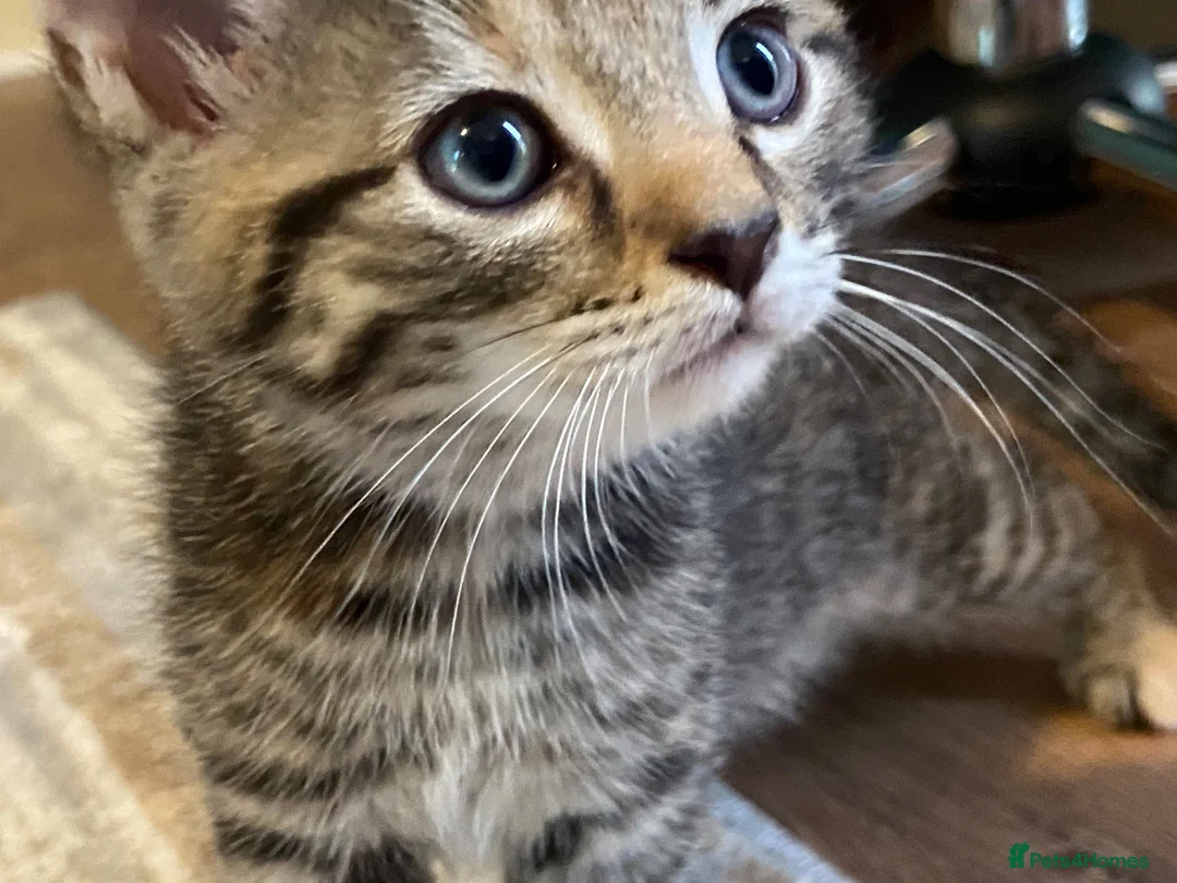 Mixed Breed cats for sale: 6 Adorable Kittens - Advert 1