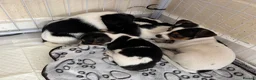 Jack Russell dogs for sale: 8 tradational Jack Russell puppys  - Advert 3