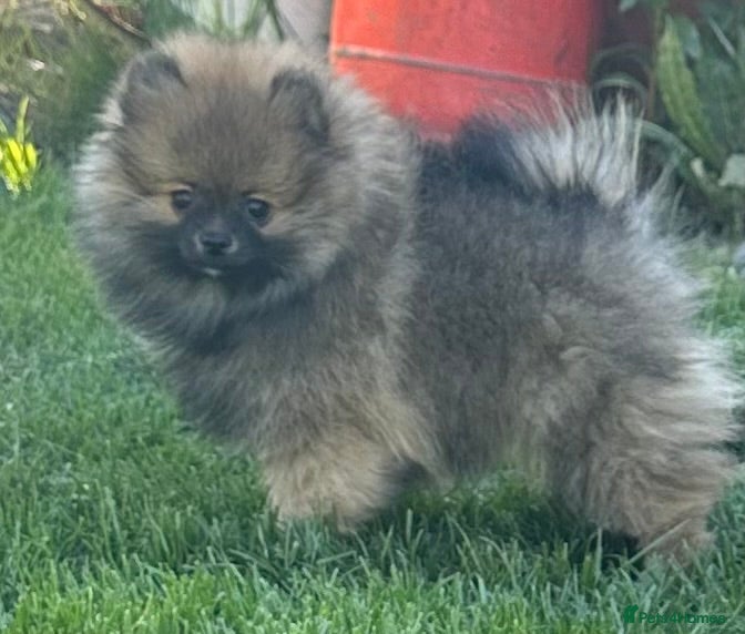 Pomeranian dogs ❤️ READY NOW! Stunning Pomeranian puppies 🐶❤️ - Advert 5
