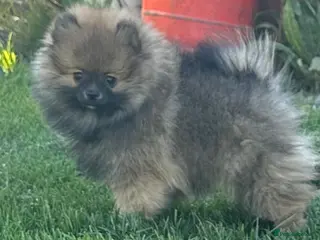 Pomeranian dogs ❤️ READY NOW! Stunning Pomeranian puppies 🐶❤️ - Advert 5