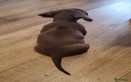 Miniature Dachshund dogs for sale: QUALITY MINIATURE DACHSHUND SMOOTH PUPS - Image 18