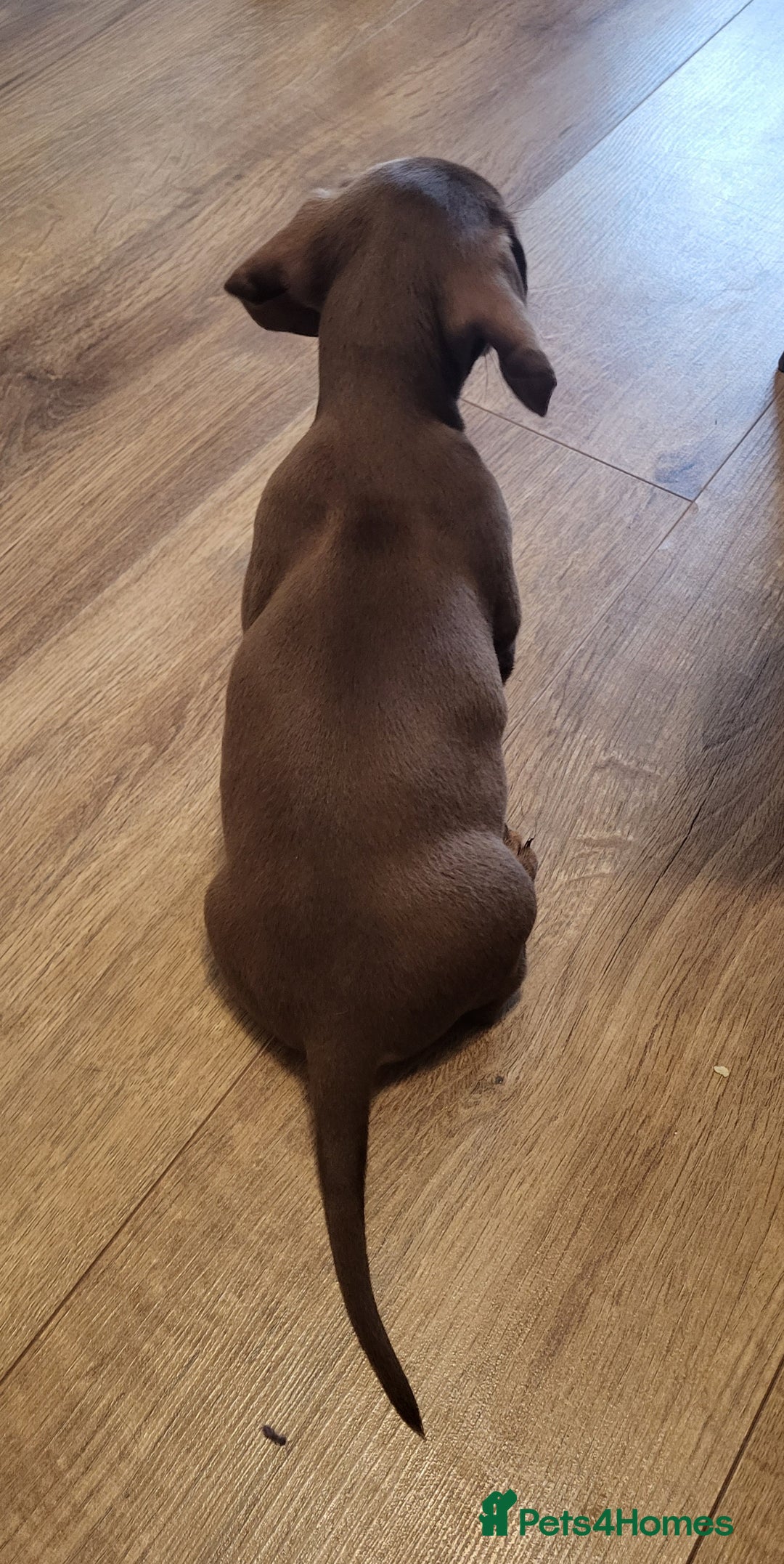Miniature Dachshund dogs for sale: QUALITY MINIATURE DACHSHUND SMOOTH PUPS - Image 18
