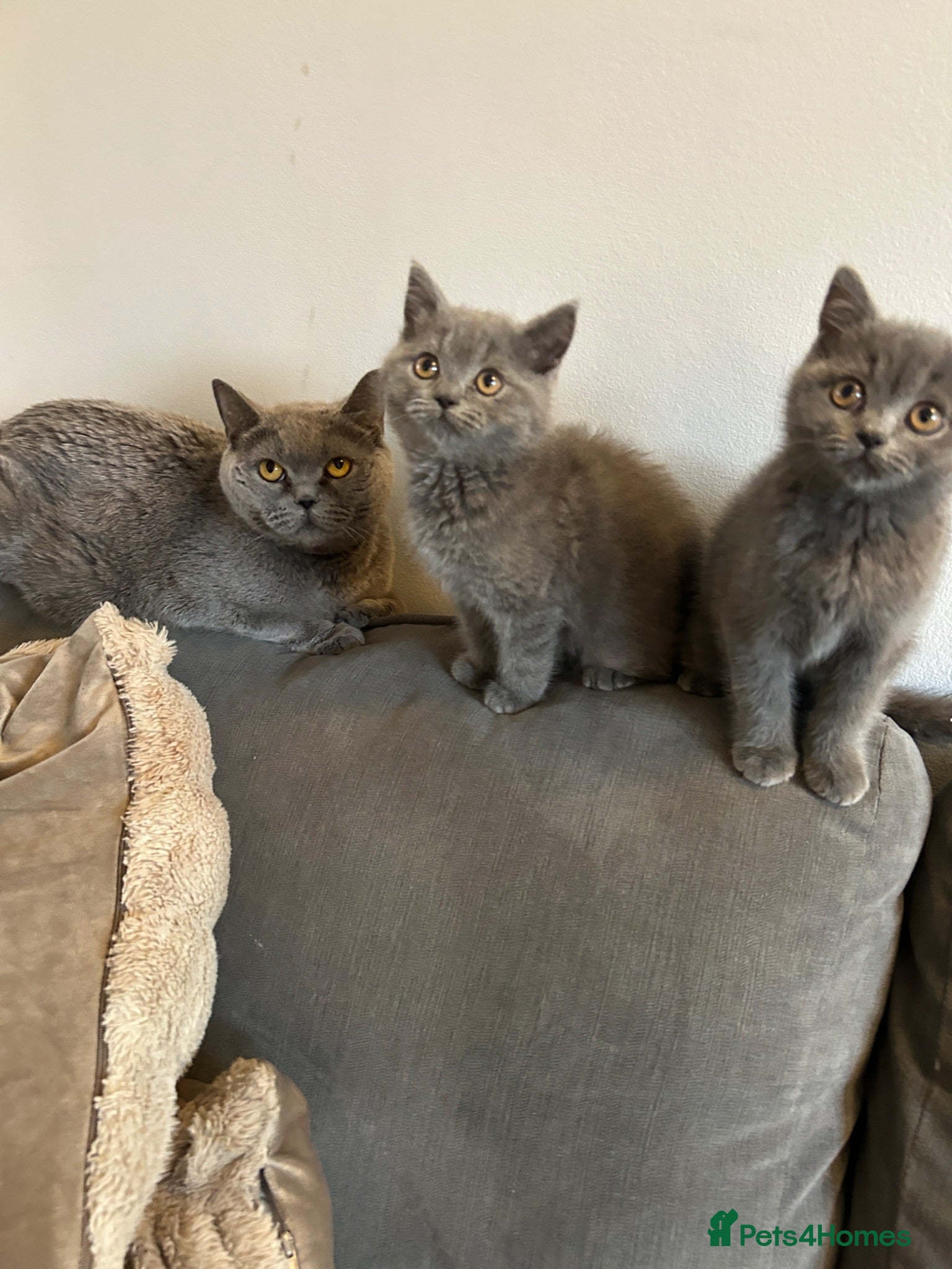 British Shorthair cats 2 beautiful British shorthairs  - Advert 9