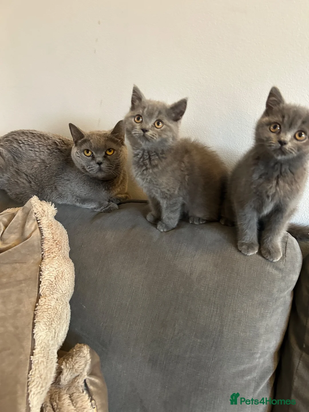 British Shorthair cats for sale: 2 beautiful British shorthairs  - Advert 1