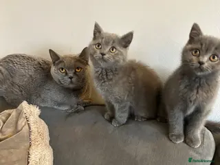 British Shorthair cats 2 beautiful British shorthairs - Advert 2