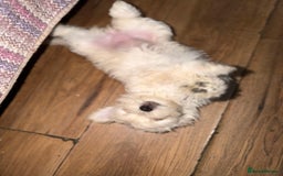 Maltese dogs for sale: Little Mia looking for forever home  - Image 10