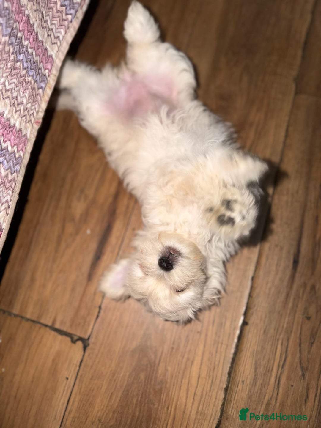 Maltese dogs for sale: Little Mia looking for forever home  - Image 10