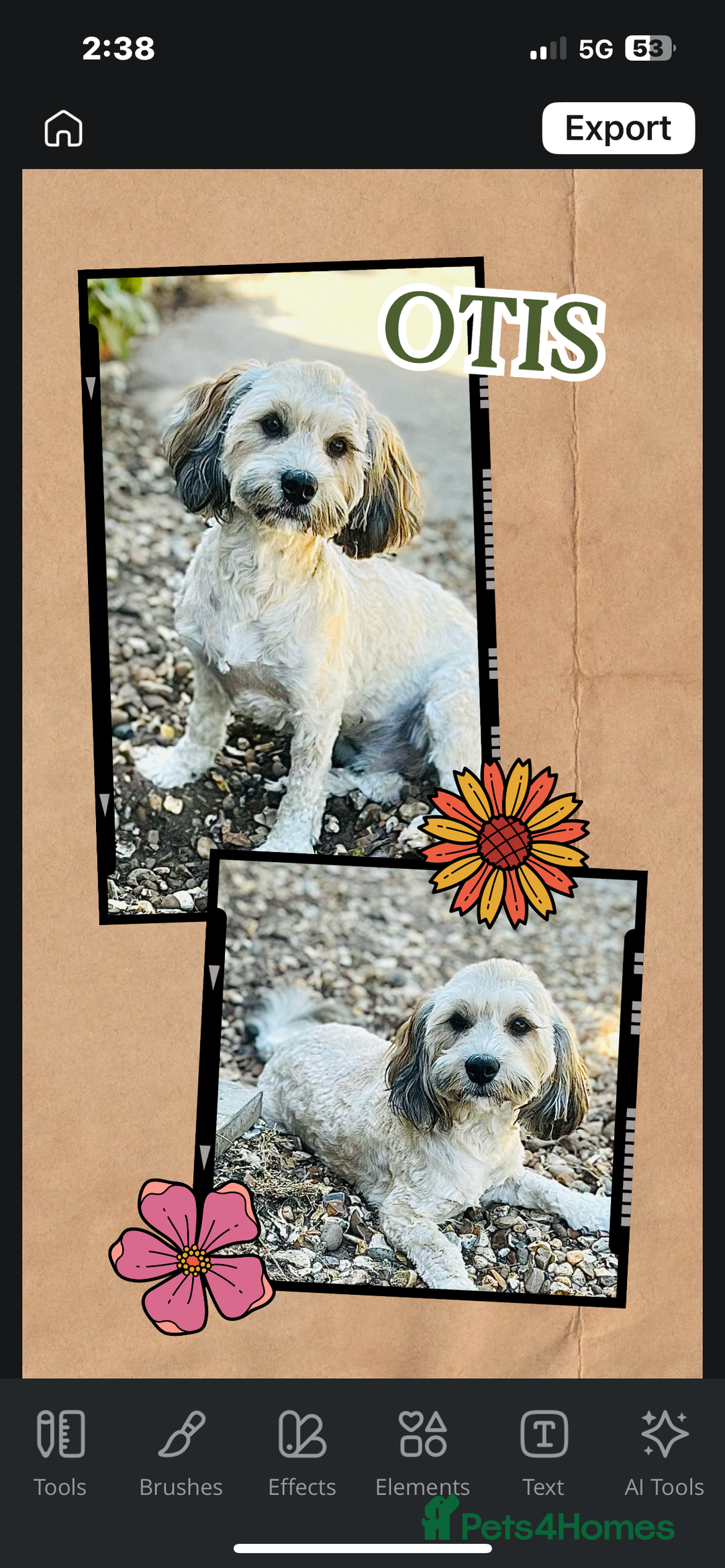 Toy Poodle dogs for stud: 100% HEALTH TESTED STUDS IN SOUTH LINCOLNSHIRE - Image 5