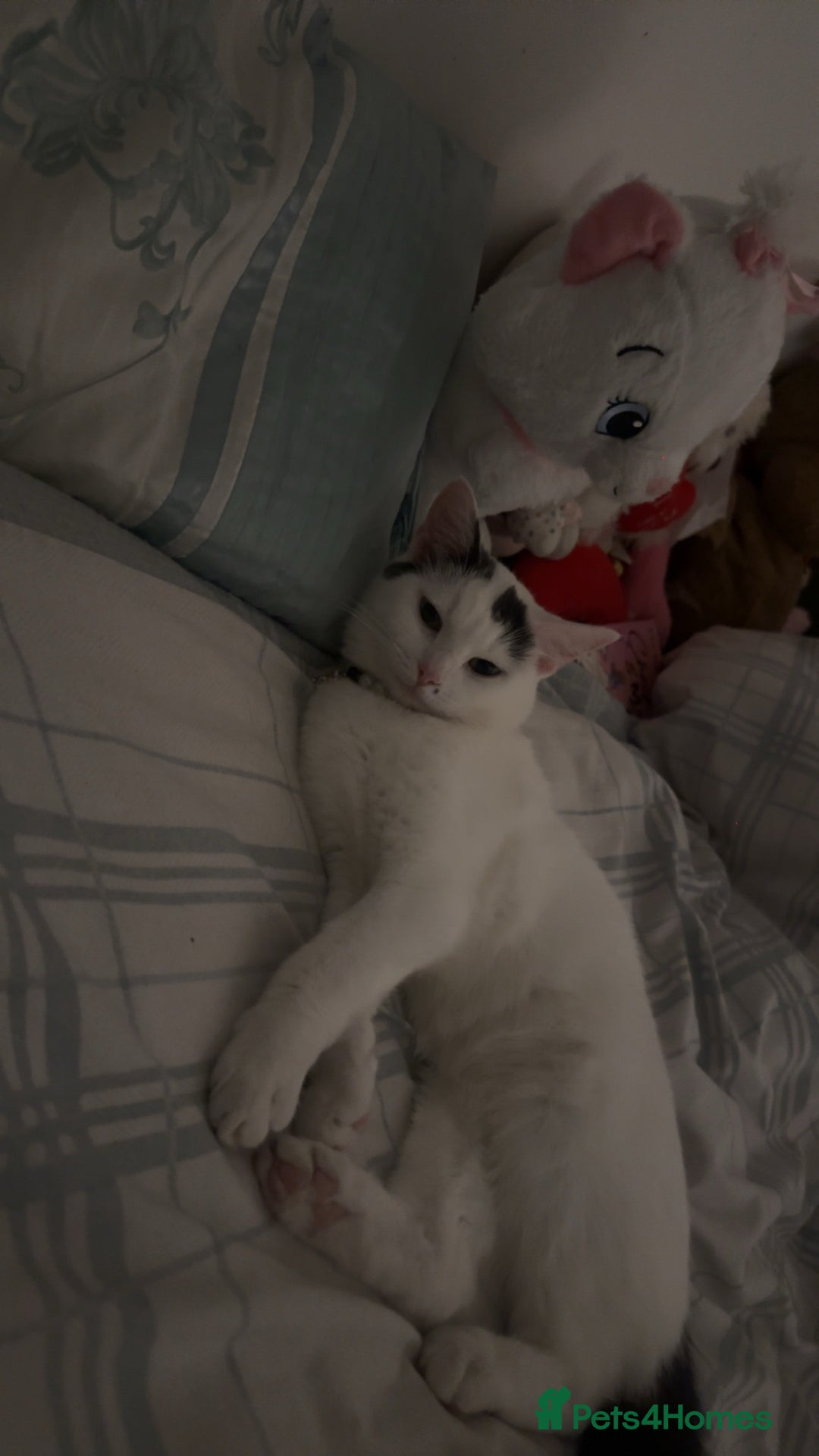 Ragdoll cats for sale: Pregnant half ragdoll cat - Image 3