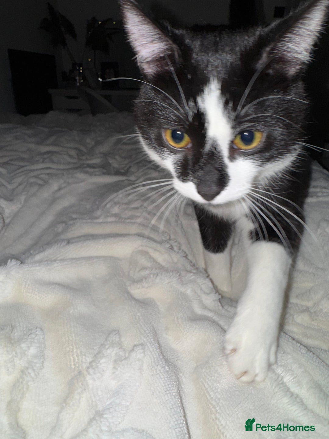 Domestic Shorthair cats for sale: Oreo male cat - Advert 2