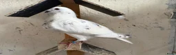 Pigeons birds for sale: Pouters & Croppers pigeons  - Advert 2