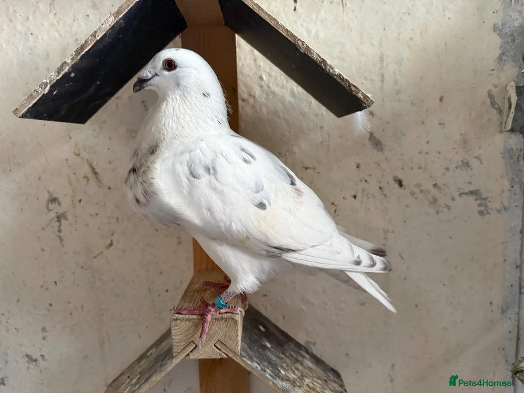 Pigeons birds for sale: Pouters & Croppers pigeons  - Advert 2