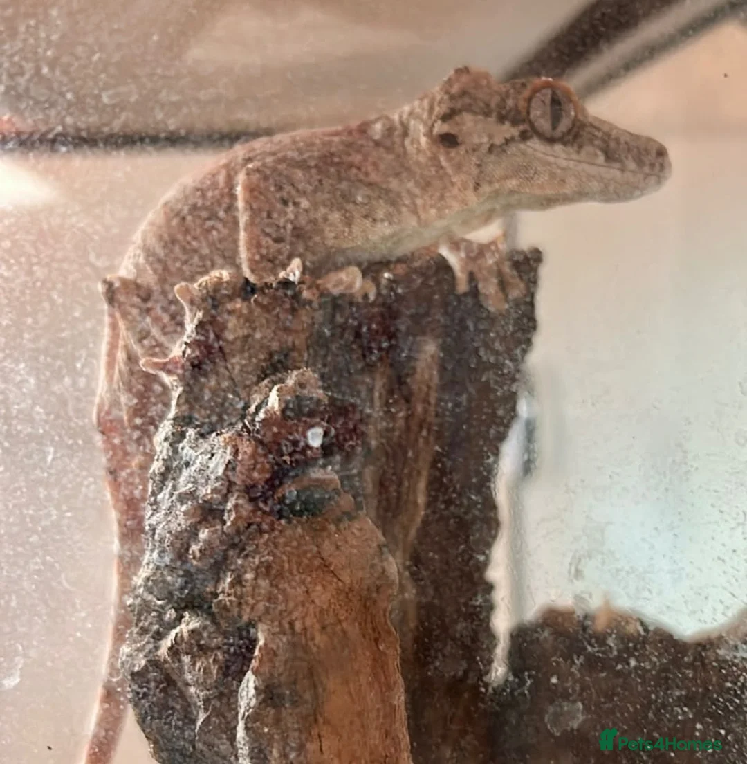 Gecko reptiles for sale: Male gargoyle geko - Advert 1