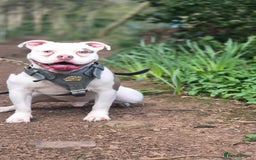 Mixed Breed dogs for sale: Micro Pocket bully  - Image 3