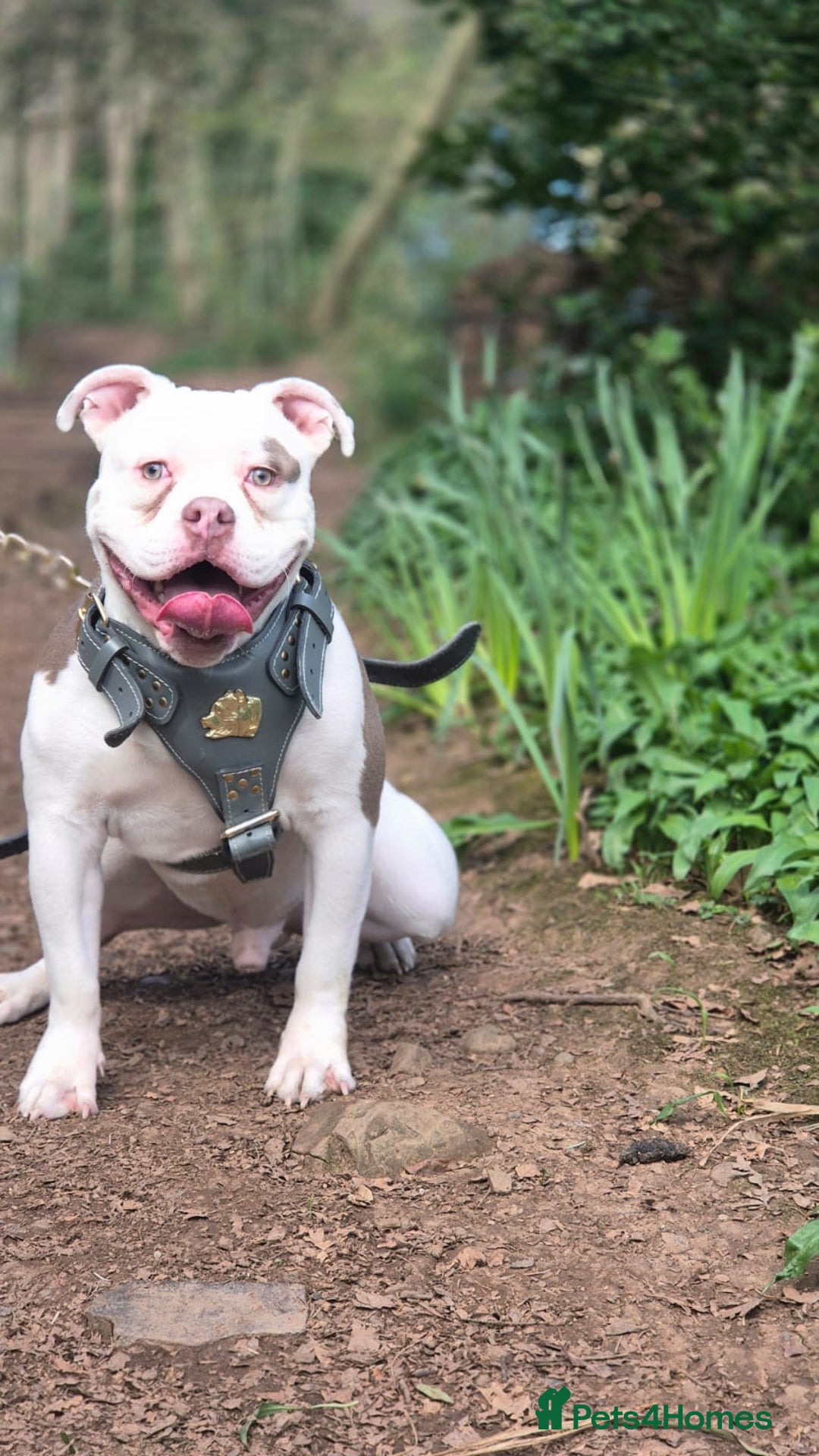 Mixed Breed dogs for sale: Micro Pocket bully  - Image 3