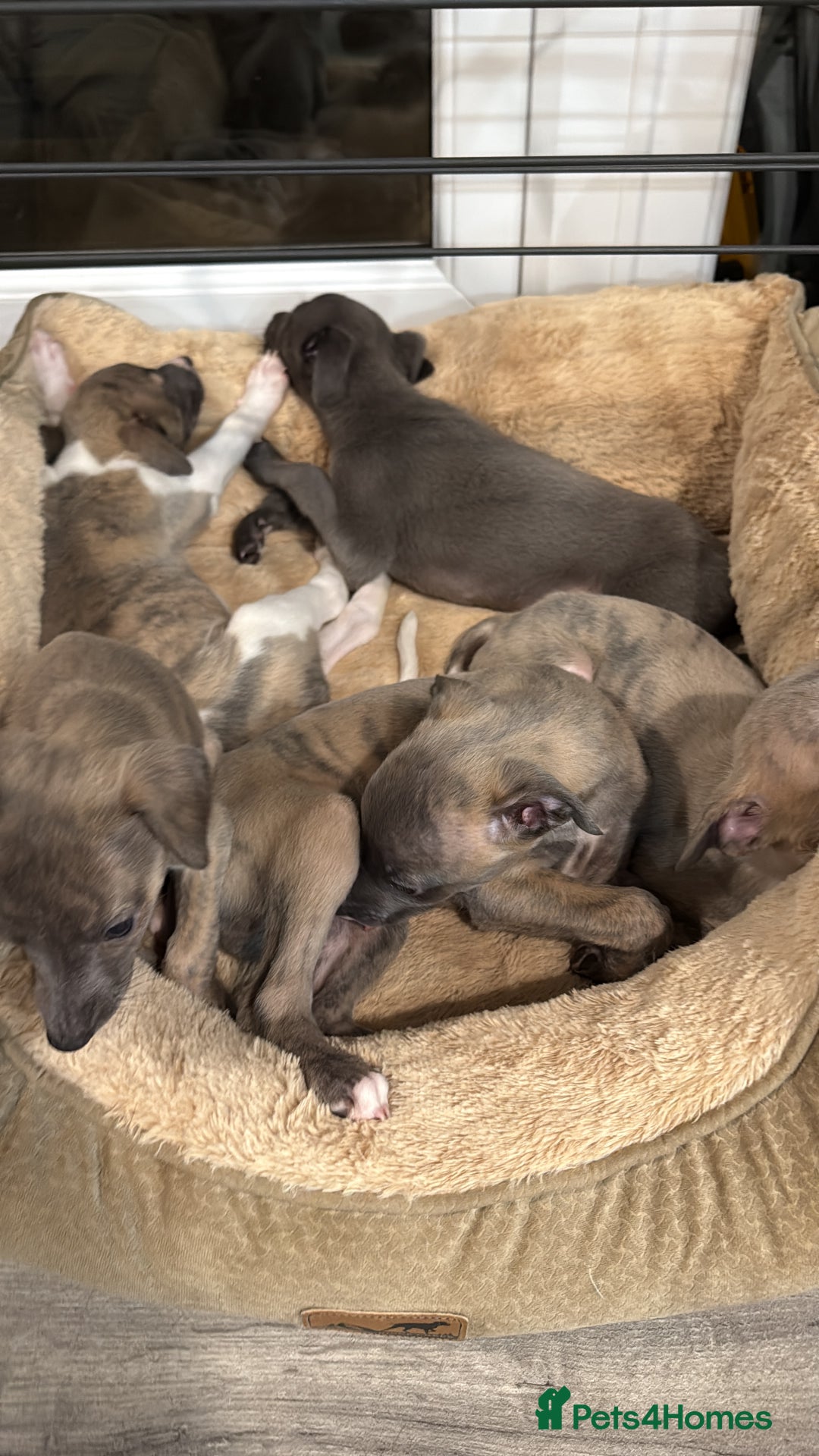 Whippet dogs for sale: Kennel club whippet puppies, 4 boys available  - Advert 2