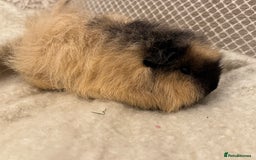 Guinea Pig rodents for sale: Various Swiss Guinea Pigs - Advert 5