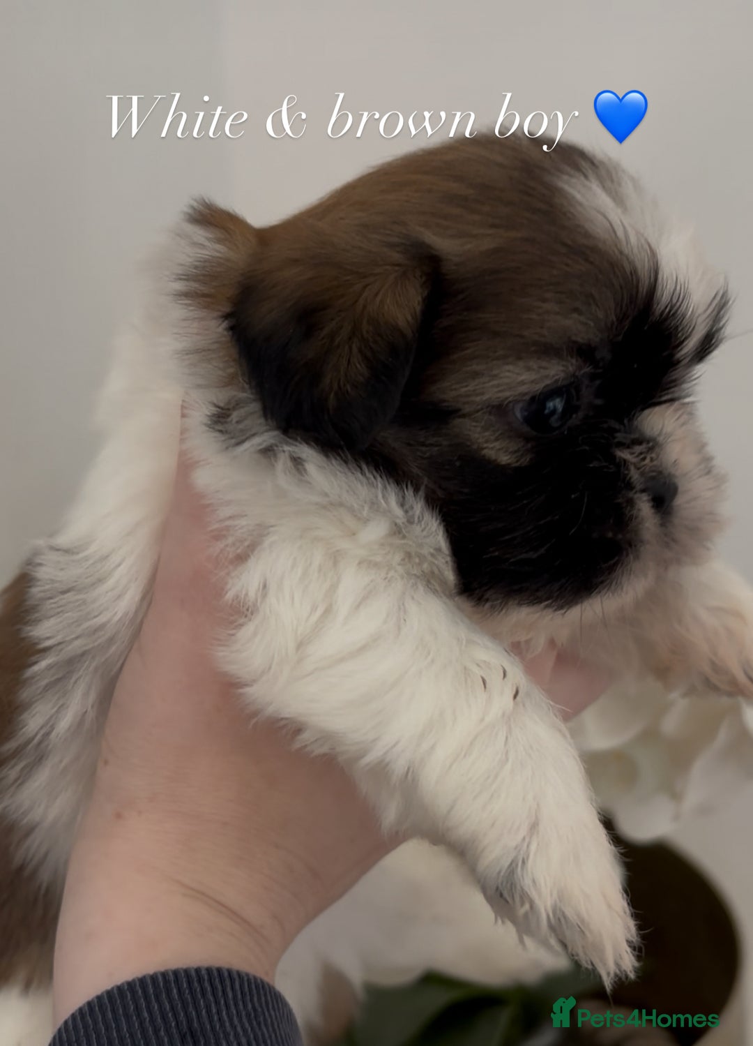 Shih Tzu dogs for sale: 4 shih tzu puppies for sale  - Image 6