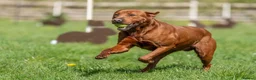 Labrador Retriever dogs for sale: DARK RED KC LABRADOR PUPPIES - LICENSED BREEDER  - Advert 12