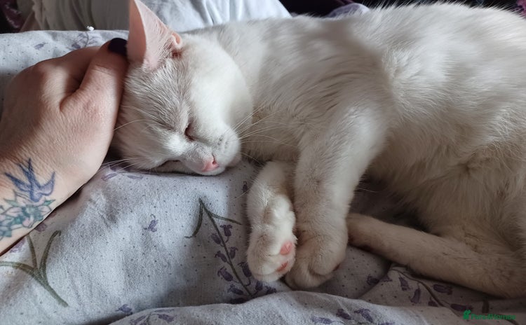 Turkish Angora cats - Advert 1